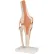 3B® Anatomical Model - Functional Knee Joint