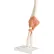 3B® Anatomical Model - Functional Elbow Joint