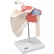 3B® Anatomical Model - Functional Shoulder Joint, Deluxe
