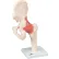 3B® Anatomical Model - Functional Hip Joint, Deluxe