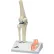 3B® Anatomical Model - Mini Knee Joint with Cross Section of Bone on Base