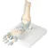 3B® Anatomical Model - Foot Skeleton with Ligaments