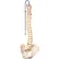 3B® Anatomical Model - Flexible Spine, Classic, Male