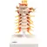 3B® Anatomical Model - Cervical Spinal Column