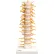 3B® Anatomical Model - Thoracic Spinal Column