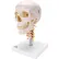 3B® Anatomical Model - Classic Skull, 4-Part, on Cervical Spine