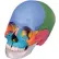 3B® Anatomical Model - Didactic Skull, Beauchene 22-Part