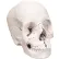 3B® Anatomical Model - Anatomical Skull, Beauchene 22-Part