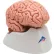 3B® Anatomical Model - Classic Brain, 5-Part