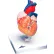 3B® Anatomical Model - Heart, 2-Part