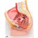 3B® Anatomical Model - Female Pelvis, 2-Part