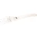 3B® Anatomical Model - Loose Bones, Hand Skeleton with Ulna and Radius, Right