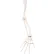 3B® Anatomical Model - Loose Bones, Arm Skeleton, Right