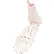 3B® Anatomical Model - Loose Bones, Foot Skeleton with Ankle, Right