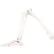 3B® Anatomical Model - Loose Bones, Leg Skeleton, Right