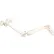3B® Anatomical Model - Loose Bones, Leg Skeleton with Hip, Left