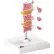 3B® Anatomical Model - Deluxe Osteoporosis (3 Vertebrae)