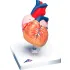 Anatomical Models