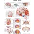 Anatomical Charts