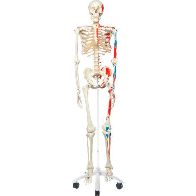 3B® Anatomical Model - Max The Muscle Skeleton on Roller Stand