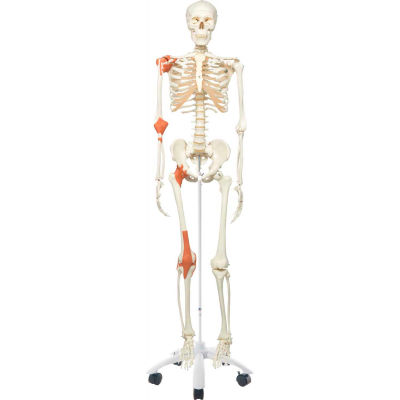 3B® Anatomical Model - Leo The Ligament Skeleton on Roller Stand