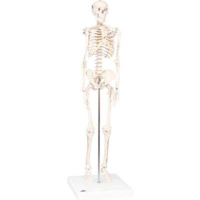 3B® Anatomical Model - Shorty The Mini Skeleton on Mounted Base