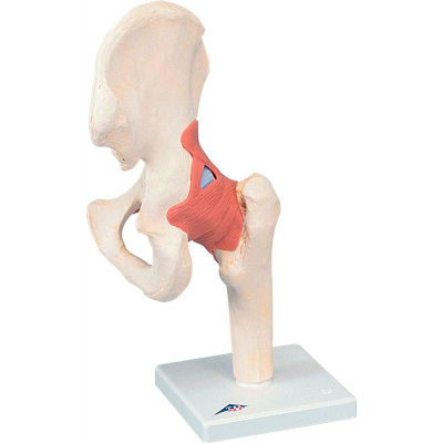 3B® Anatomical Model - Functional Hip Joint, Deluxe
