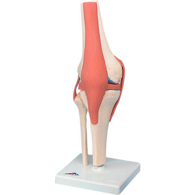 3B® Anatomical Model - Functional Knee Joint, Deluxe