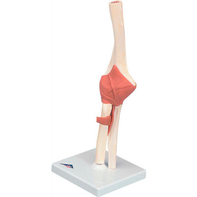 3B® Anatomical Model - Functional Elbow Joint, Deluxe