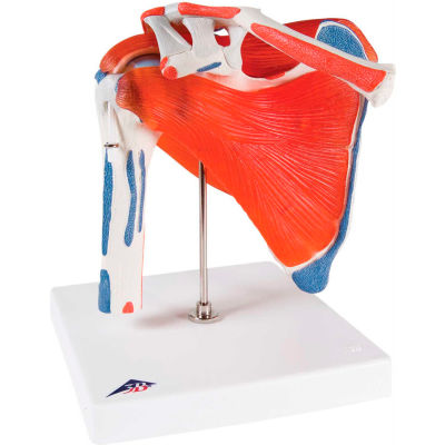 3B® Anatomical Model - Shoulder Joint with Rotator Cuff