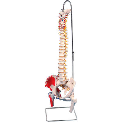 3B® Anatomical Model - Flexible Spine, Classic, Femur Heads, Painted