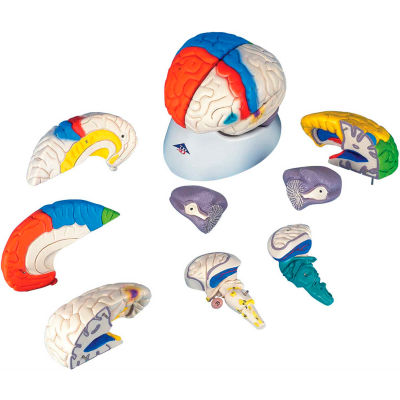 3B® Anatomical Model - Deluxe Neuro-Anatomical Brain, 8-Part