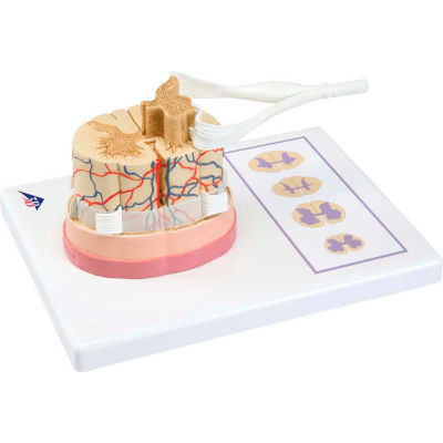 3B® Anatomical Model - Spinal Cord with Nerve Branches
