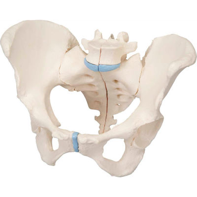 3B® Anatomical Model - Female Pelvis, 3-Part