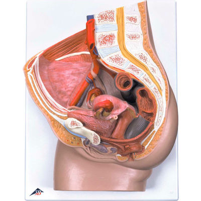 3B® Anatomical Model - Female Pelvis, 3-Part with Ligaments