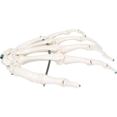 3B® Anatomical Model - Loose Bones, Hand Skeleton, Left