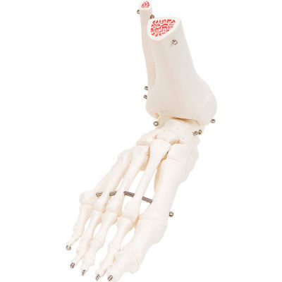 3B® Anatomical Model - Loose Bones, Foot Skeleton with Ankle, Right