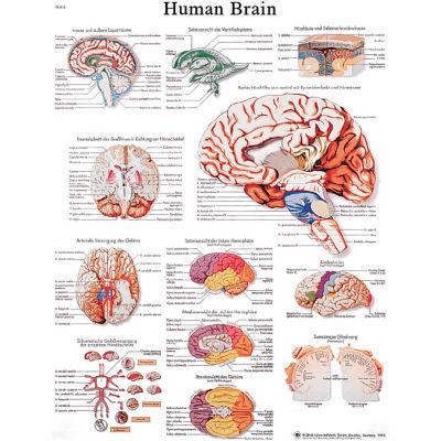 3B® Anatomical Chart - Brain, Sticky Back