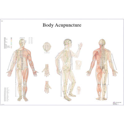3B® Anatomical Chart - Acupuncture Body, Paper