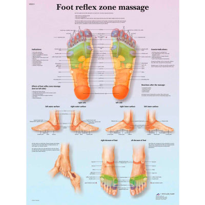 3B® Anatomical Chart - Foot Massage, Reflex Zone, Laminated
