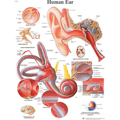 3B® Anatomical Chart - Ear, Paper