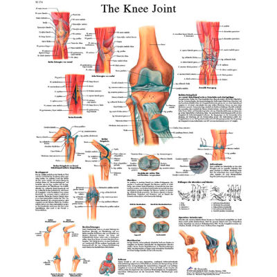 3B® Anatomical Chart - Knee Joint, Sticky Back