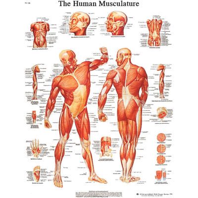 3B® Anatomical Chart - Musculature, Laminated