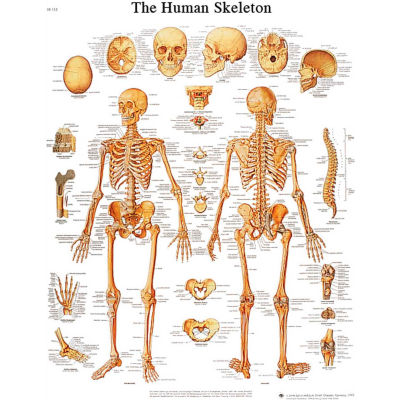 3B® Anatomical Chart - Skeleton, Sticky Back