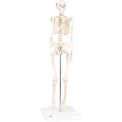 3B® Anatomical Model - Sectional Knee Joint Model, 3-Part