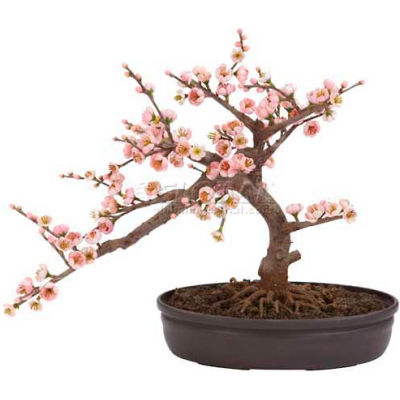 Nearly Natural Cherry Blossom Bonsai Silk Tree