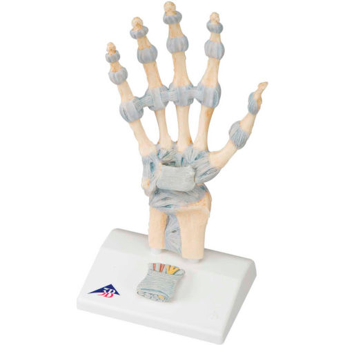 3B&#174; Anatomical Model - Hand Skeleton with Ligaments