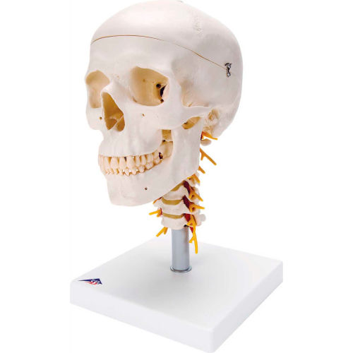 3B&#174; Anatomical Model - Classic Skull, 4-Part, on Cervical Spine
