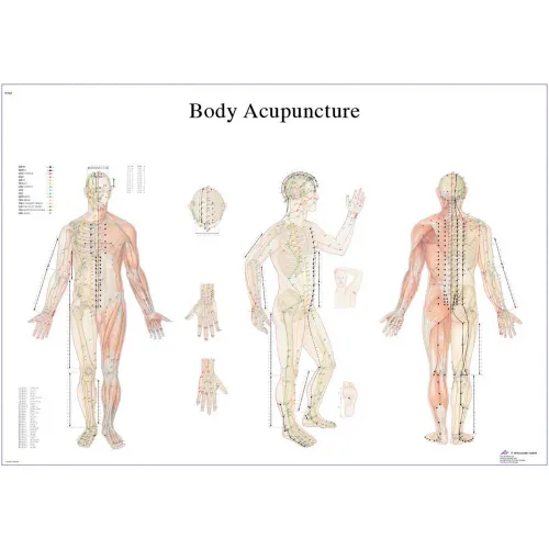 3B® Anatomical Chart - Acupuncture Body, Laminated
