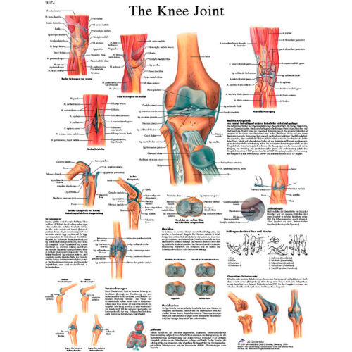 3B&#174; Anatomical Chart - Knee Joint, Laminated